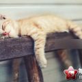 可爱的猫