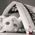 猫猫