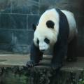 动物世界