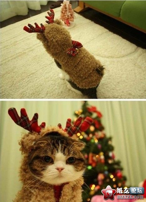 萌猫.jpg
