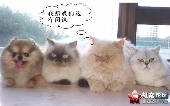 间谍.jpg