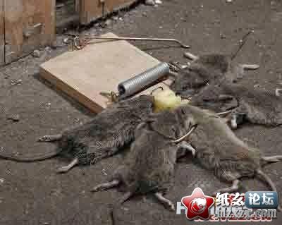 什么牌子的老鼠夹？