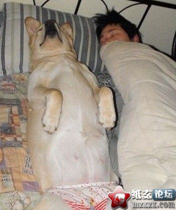 这狗狗....