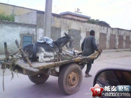 有这样的主人，驴子很欣慰。。。。.jpg