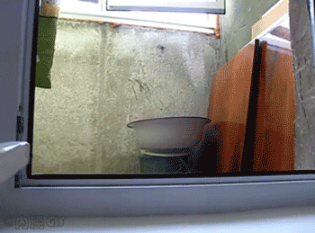545727e2d1533_o.gif