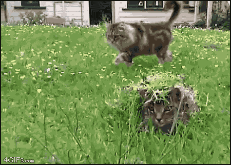 1418942365109.gif
