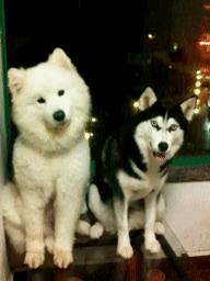 6d0f953a136a109854d62573493dc7c4.gif