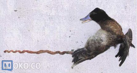 KVQ5.jpg